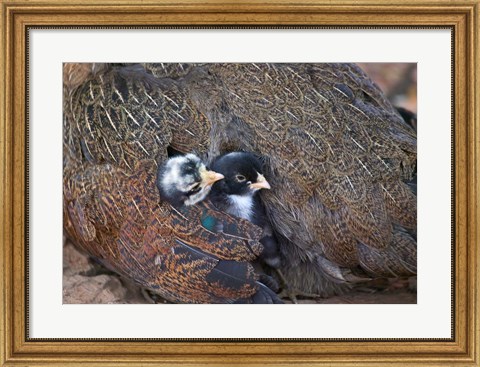 Framed Mother hen guarding two little chicks, Orissa, India Print