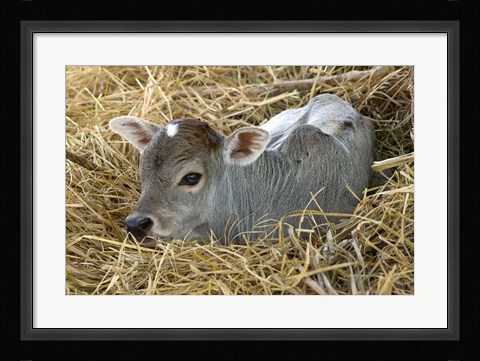 Framed Baby Calf, Cow, Farm Animal, Orissa, India Print