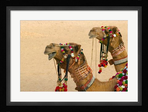 Framed Decorated Camel in the Thar Desert, Jaisalmer, Rajasthan, India Print