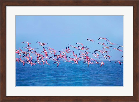 Framed Lesser Flamingo tropical bird, Lake Chilka, Barkul, Orissa Print