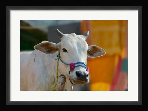 Framed White cows, Farm Animal, Kansamari area, Orissa, India Print
