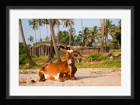 Framed Goa, India. A lazy cow resting on Vagator Beach Print