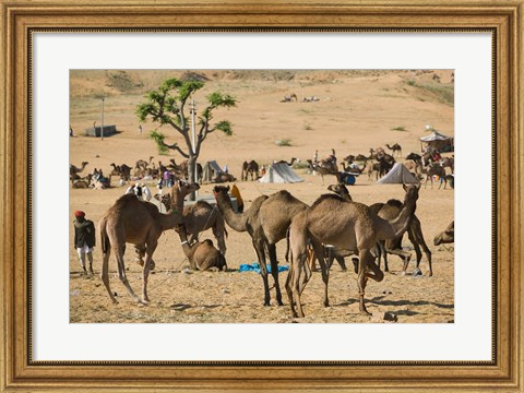 Framed Camel Market, Pushkar Camel Fair, India Print