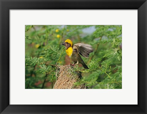 Framed Baya Weaver bird, Keoladeo National Park, India Print