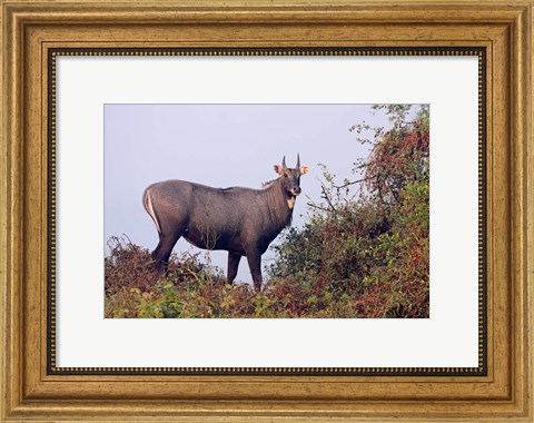 Framed Bluebull Stag, Keoladeo National Park, India. Print