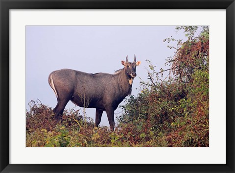 Framed Bluebull Stag, Keoladeo National Park, India. Print