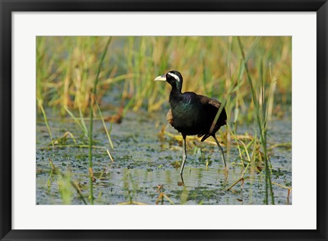 Framed Bronze-winged Jacana bird, Keoladeo NP, India Print