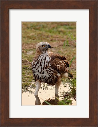Framed Changeable Hawk Eagle, Corbett National Park, India Print