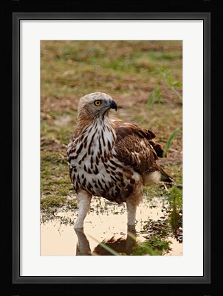 Framed Changeable Hawk Eagle, Corbett National Park, India Print