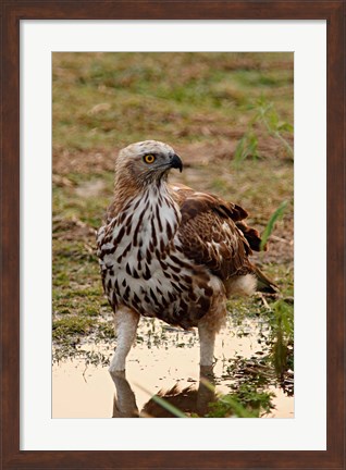 Framed Changeable Hawk Eagle, Corbett National Park, India Print