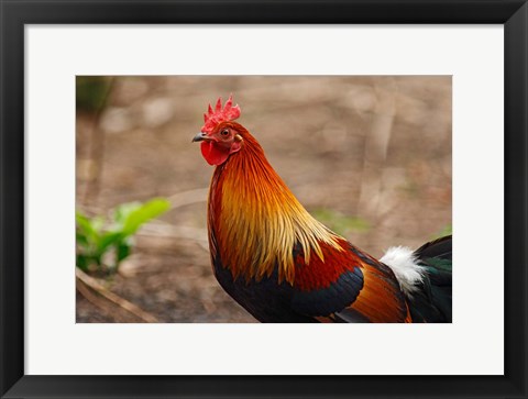 Framed Close up of Red Jungle Fowl, Corbett National Park, India Print
