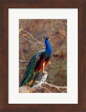 Framed Indian Peacock, Ranthambhor National Park, India Print