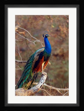 Framed Indian Peacock, Ranthambhor National Park, India Print