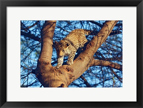 Framed Leopard wildlife, Ranthambhor National Park, India Print