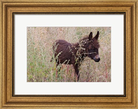 Framed Little Donkey, Leh, Ladakh, India Print