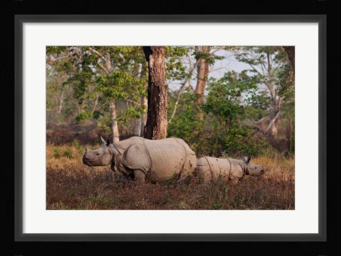 Framed One-horned Rhinoceros and young, Kaziranga National Park, India Print