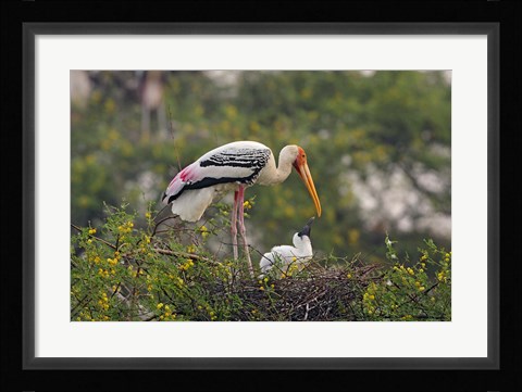 Framed Painted Stork birds, Keoladeo National Park, India Print