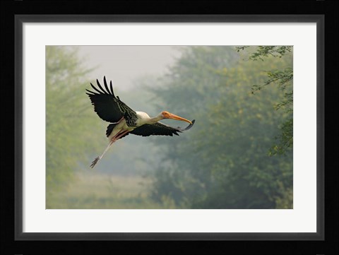 Framed Painted Stork in flight, Keoladeo National Park, India Print