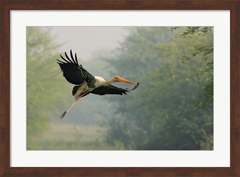 Framed Painted Stork in flight, Keoladeo National Park, India Print