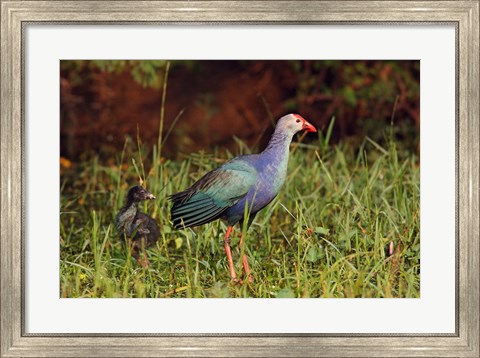 Framed Purple Moorhen and young birds, Keoladeo NP, India Print