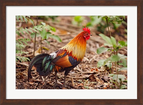 Framed Red Jungle Fowl, Corbett National Park, India Print