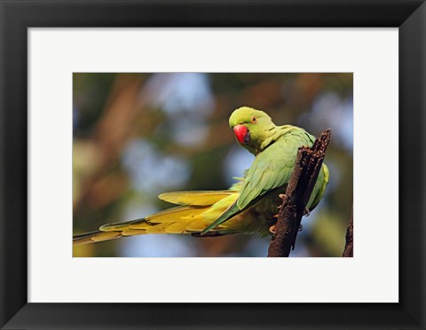 Framed Roseringed Parakeet tropical bird, Keoladeo NP, India Print