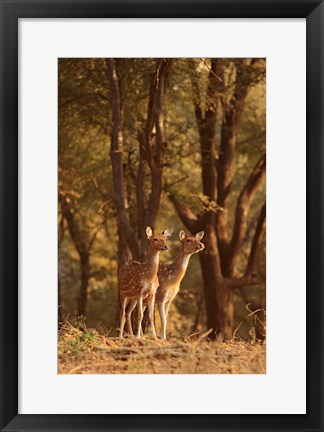 Framed Spotted Deers watching Tiger, Ranthambhor NP, India Print