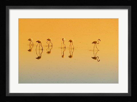 Framed Lesser Flamingos on the Lake, Udaipur, Rajasthan, India Print