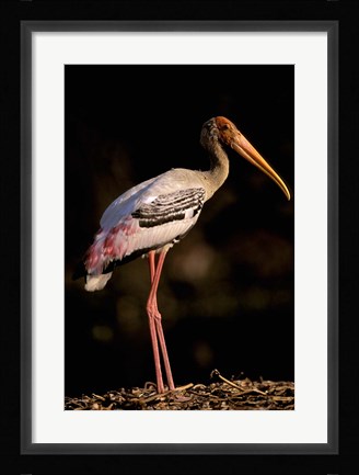 Framed Painted Stork, Bharatpur, Keoladeo National Park, Rajasthan, India Print