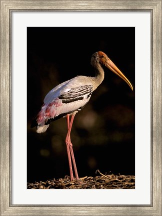 Framed Painted Stork, Bharatpur, Keoladeo National Park, Rajasthan, India Print