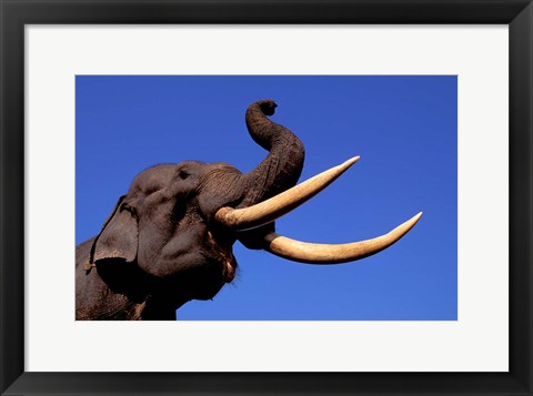Framed Indian Elephant, Kaziranga National Park, Assam, India Print