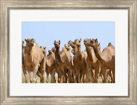 Framed Camels in the desert, Pushkar, Rajasthan, India Print