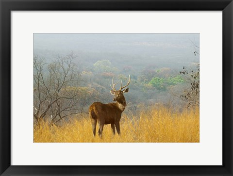 Framed Sambar Deer in Ranthambore National Park, Rajasthan, India Print