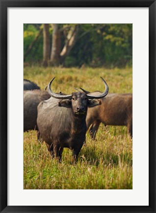 Framed Wild Buffalo in the grassland, Kaziranga National Park, India Print