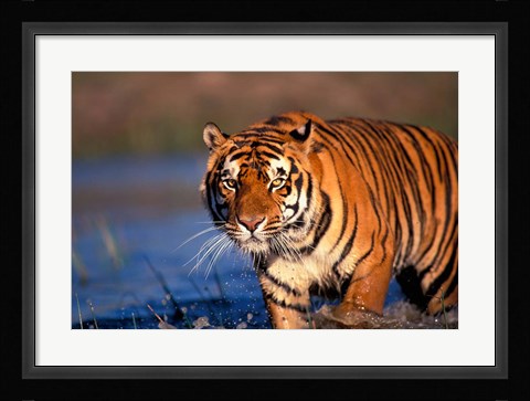 Framed Bengal Tiger, India Print