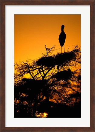 Framed Silhouette of Painted Stork, Keoladeo National Park, Rajasthan, India Print