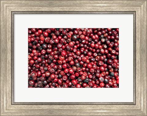 Framed Asia, India, Darjeeling. Red berries, Fresh Fruits Print