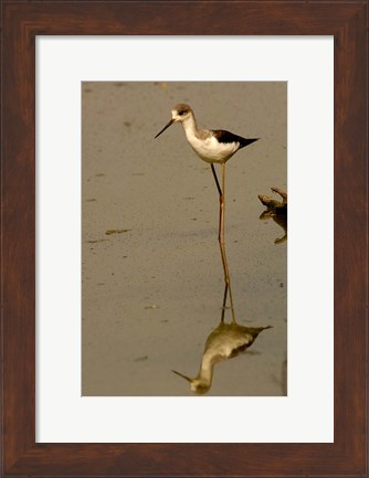 Framed Black-winged stilt bird, Keoladeo Ghana Sanctuary, INDIA Print