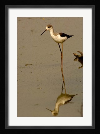 Framed Black-winged stilt bird, Keoladeo Ghana Sanctuary, INDIA Print