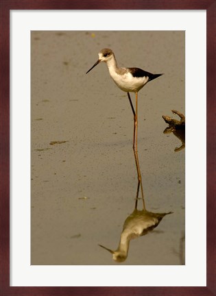 Framed Black-winged stilt bird, Keoladeo Ghana Sanctuary, INDIA Print