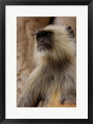 Framed Hanuman Langur primate, Ranthambhore NP, Rajasthan INDIA Print
