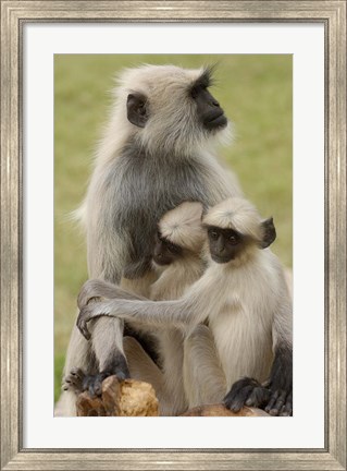 Framed Hanuman Langurs monkeys, Jodhpur, Rajasthan Print