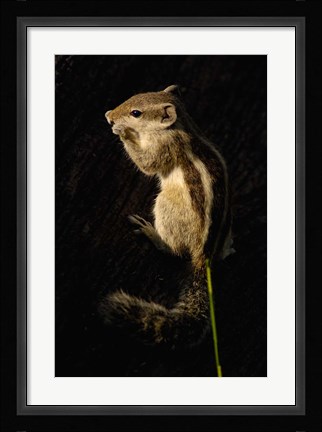 Framed Northern Palm Squirrel, Bharatpur NP, Rajasthan. INDIA Print