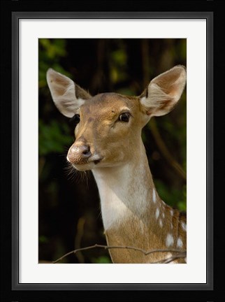 Framed Spotted Deer wildlife, Bharatpur, Keoladeo Ghana, INDIA Print