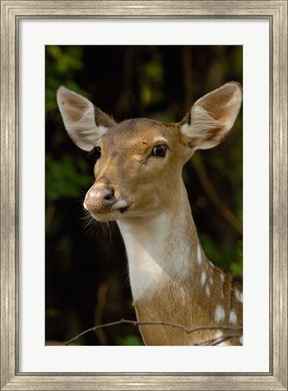 Framed Spotted Deer wildlife, Bharatpur, Keoladeo Ghana, INDIA Print