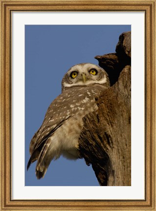 Framed Spotted Owlet bird, Bharatpur NP, Rajasthan. INDIA Print
