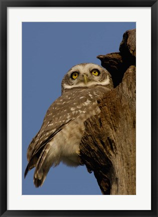 Framed Spotted Owlet bird, Bharatpur NP, Rajasthan. INDIA Print
