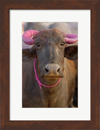 Framed Water buffalo, Diwali Hindu festival, Rajasthan, India Print