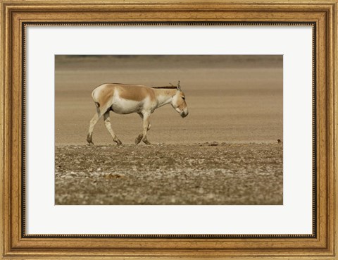 Framed Asiatic Wild Ass, Donkey, Gujarat, INDIA Print
