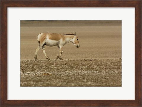 Framed Asiatic Wild Ass, Donkey, Gujarat, INDIA Print